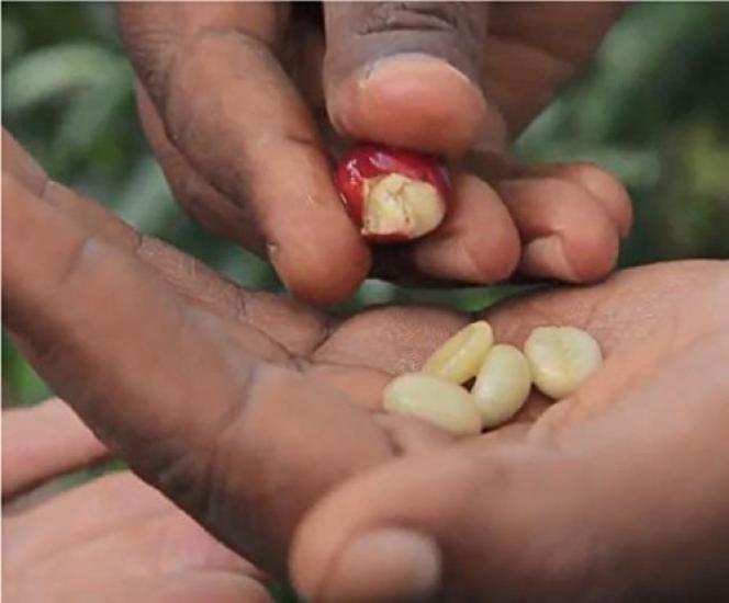 зеленый Эфиопия Gesha Village тип Geisha натуральный [Кофе в зернах] (3кг)